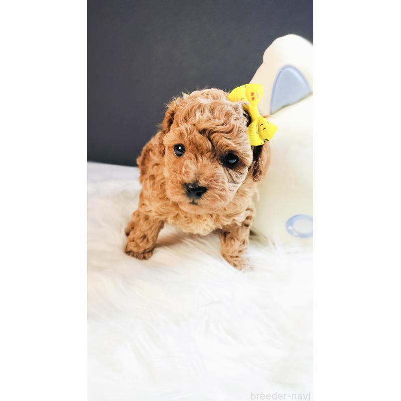 販売中の愛媛県のタイニープードル-447118の5枚目