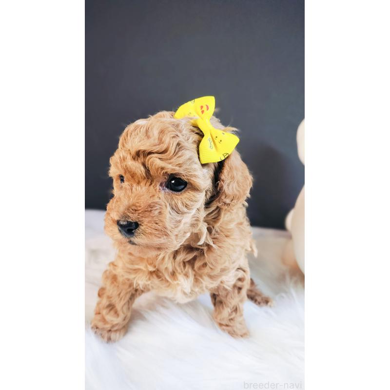 販売中の愛媛県のタイニープードル-447118の4枚目