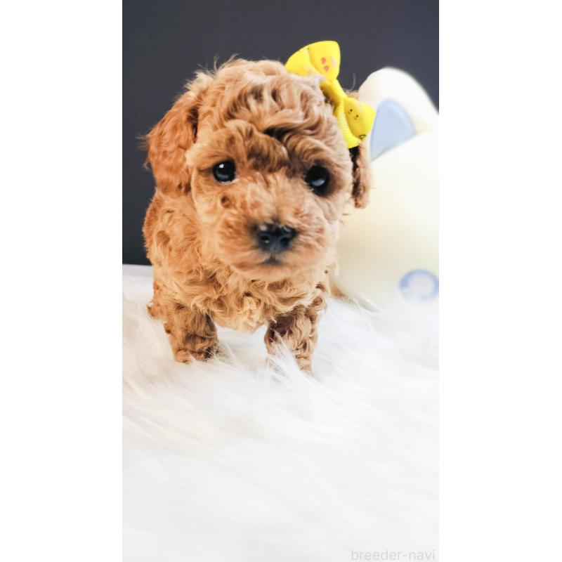 販売中の愛媛県のタイニープードル-447118の3枚目
