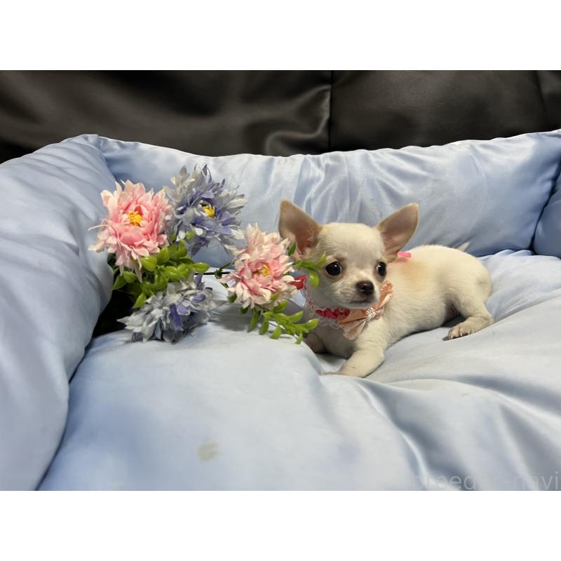 販売中の栃木県のチワワ(スムースコート)-447119の5枚目