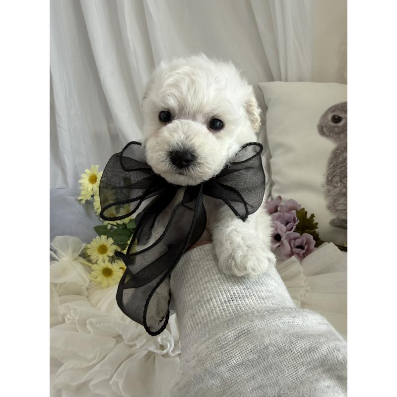 販売中の兵庫県のビションプー:ビションフリーゼ×トイプードル-442019