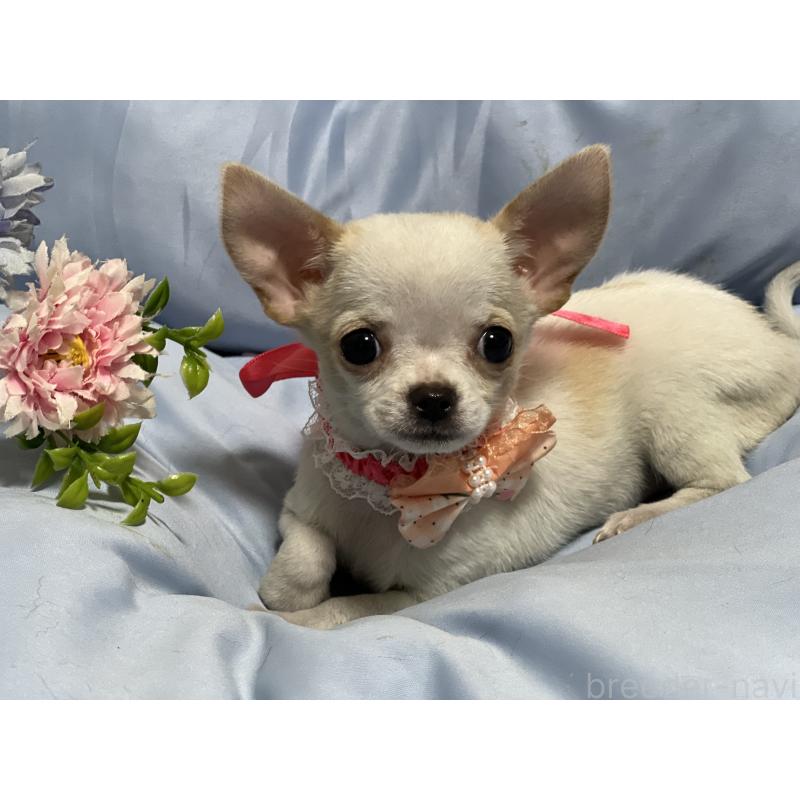 販売中の栃木県のチワワ(スムースコート)-447119の2枚目