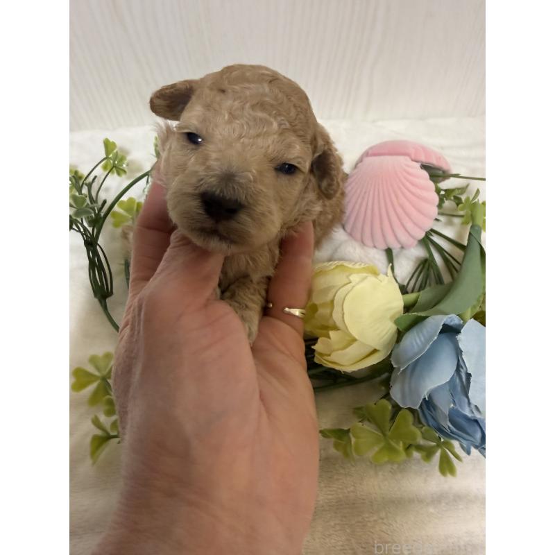 販売中の兵庫県のタイニープードル-447121