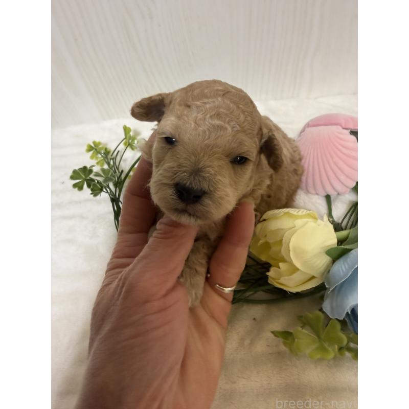 販売中の兵庫県のタイニープードル-447121の6枚目