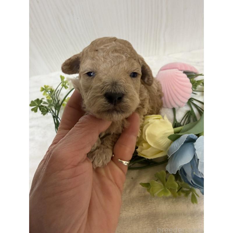 販売中の兵庫県のタイニープードル-447121の5枚目