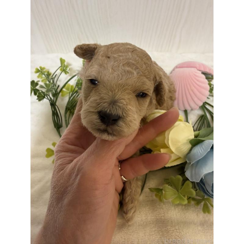 販売中の兵庫県のタイニープードル-447121の3枚目