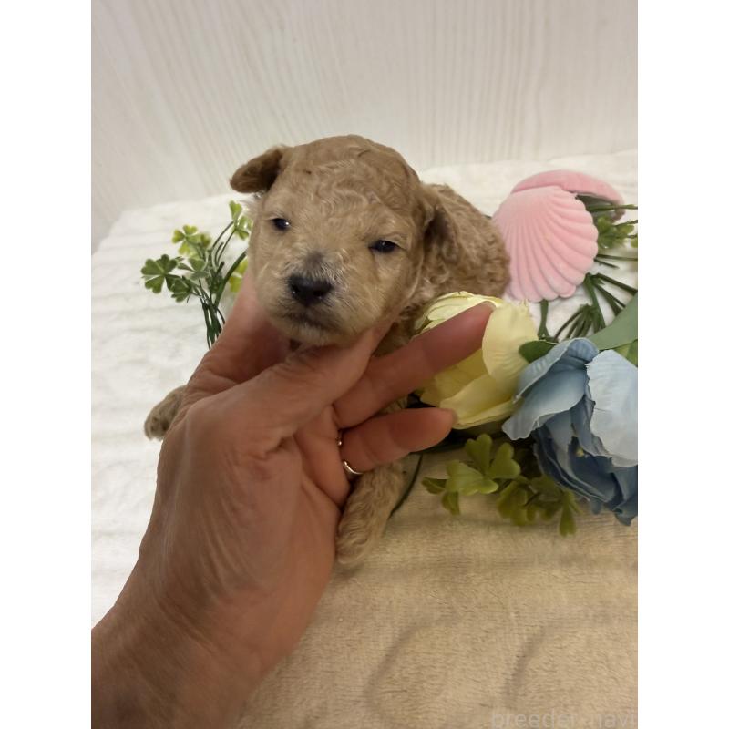 販売中の兵庫県のタイニープードル-447121の2枚目