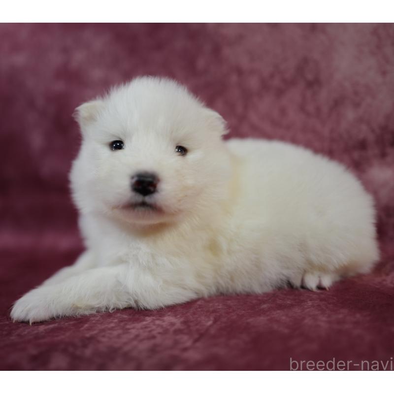 販売中の埼玉県のサモエド-447122の5枚目