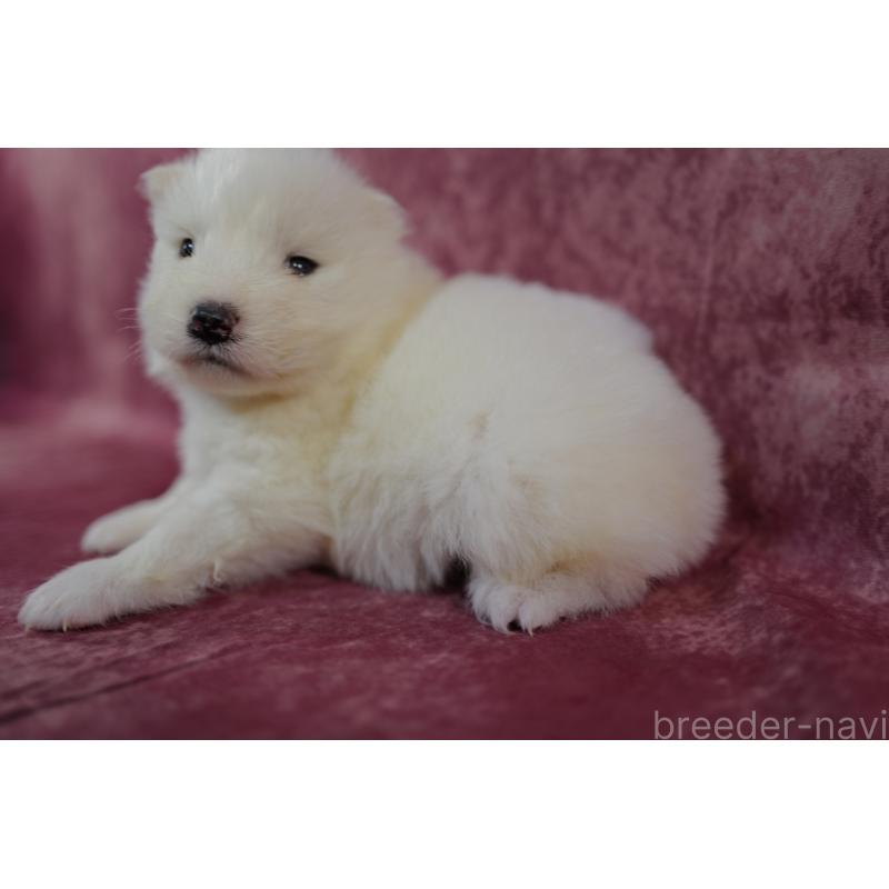 販売中の埼玉県のサモエド-447122の4枚目