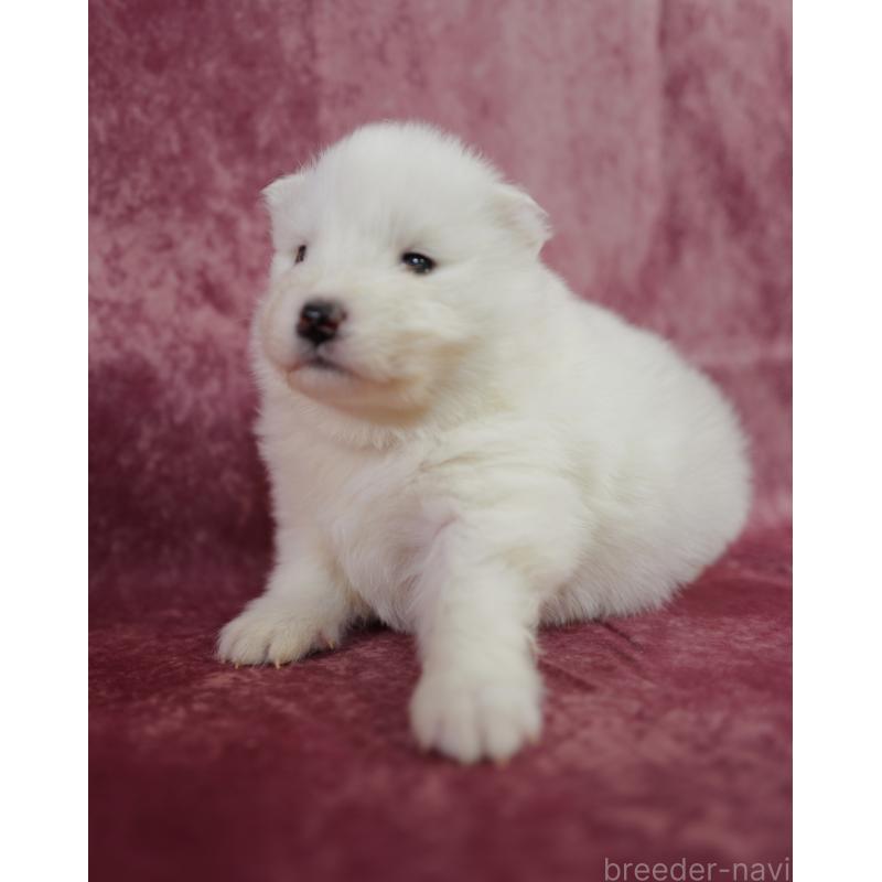 販売中の埼玉県のサモエド-447122の3枚目