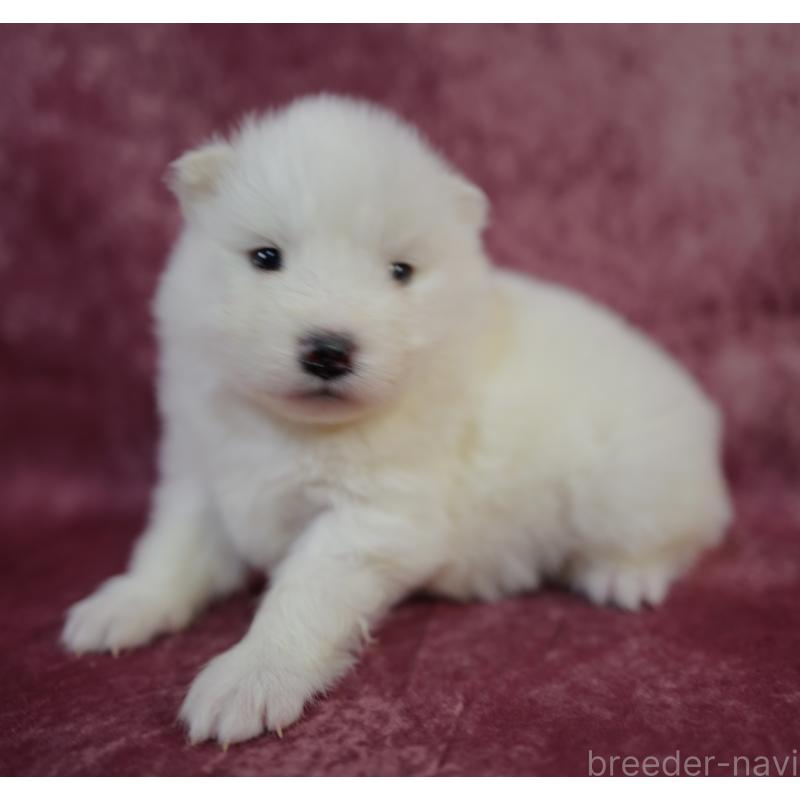 販売中の埼玉県のサモエド-447122の2枚目