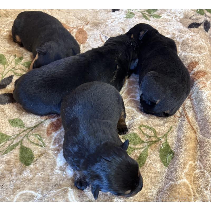 販売中の埼玉県のロットワイラー-447125の1枚目