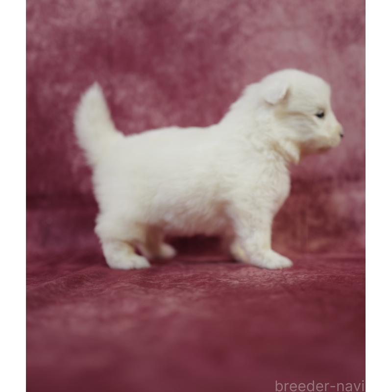 販売中の埼玉県のサモエド-447123の5枚目