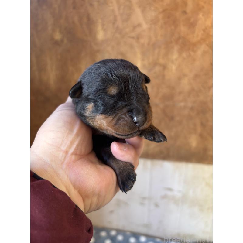 販売中の埼玉県のロットワイラー-447125の5枚目