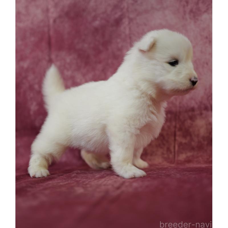 販売中の埼玉県のサモエド-447123の4枚目