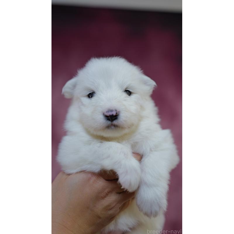 販売中の埼玉県のサモエド-447123の3枚目