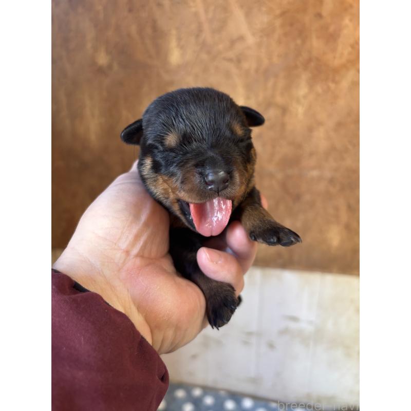 販売中の埼玉県のロットワイラー-447125の4枚目