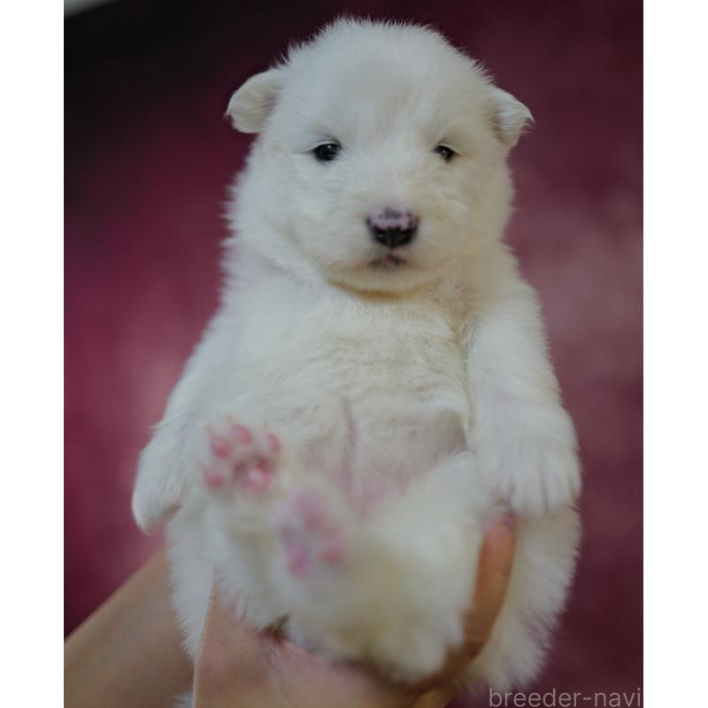 販売中の埼玉県のサモエド-447123の2枚目