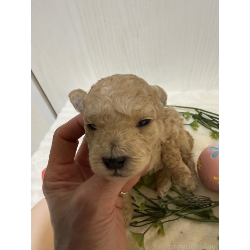 販売中の兵庫県のタイニープードル-447126の4枚目