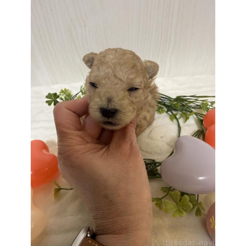 販売中の兵庫県のタイニープードル-447126の3枚目