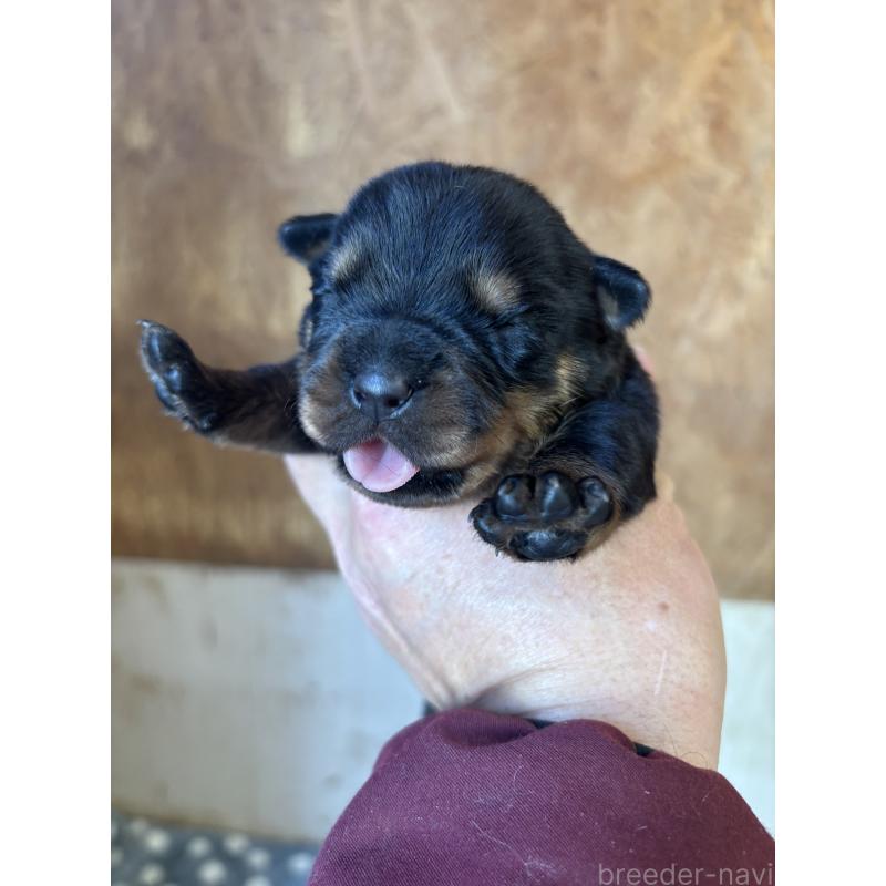 販売中の埼玉県のロットワイラー-447125の2枚目