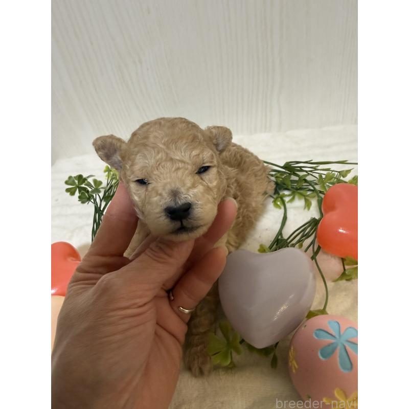 販売中の兵庫県のタイニープードル-447126の2枚目