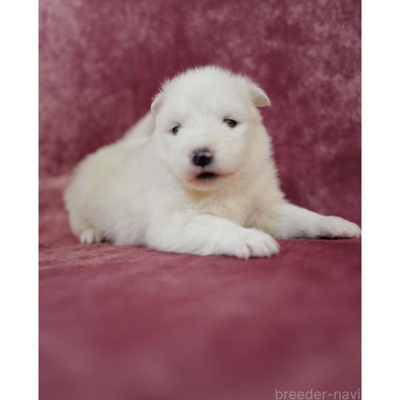 販売中の埼玉県のサモエド-447124の6枚目