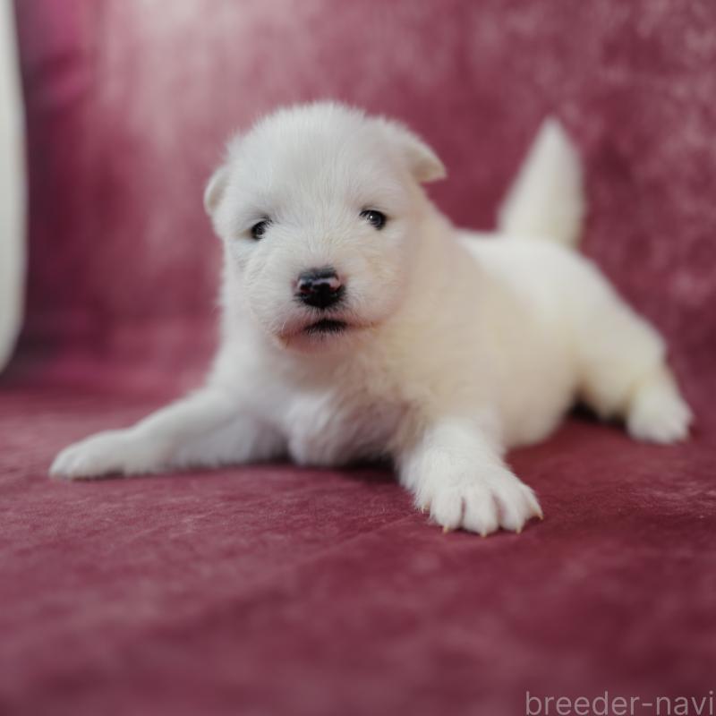 販売中の埼玉県のサモエド-447124の5枚目