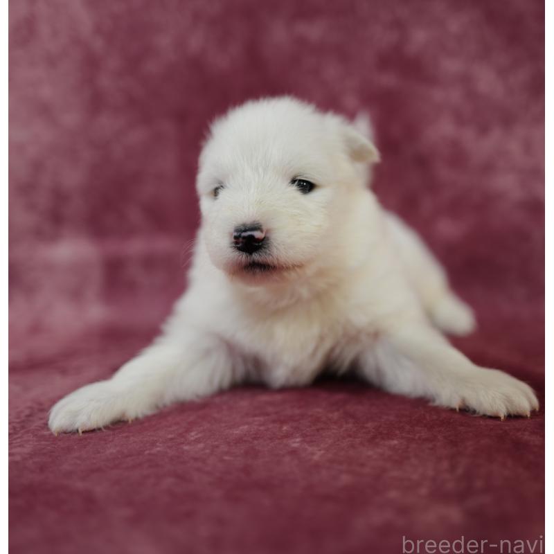 販売中の埼玉県のサモエド-447124の4枚目