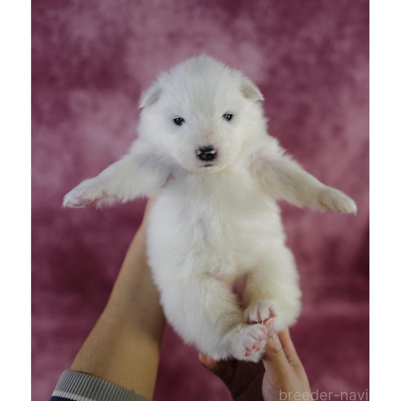 販売中の埼玉県のサモエド-447124の3枚目