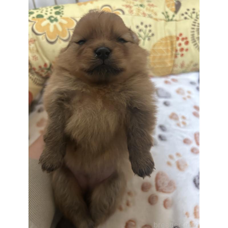 販売中の大阪府のポメラニアン-446847の3枚目