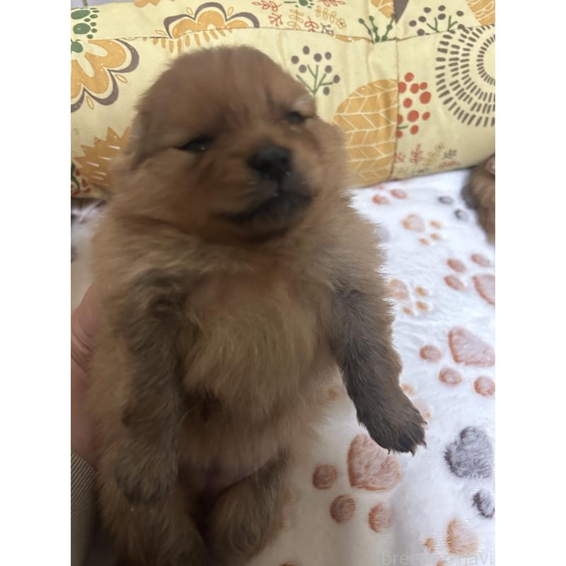 販売中の大阪府のポメラニアン-446847の2枚目