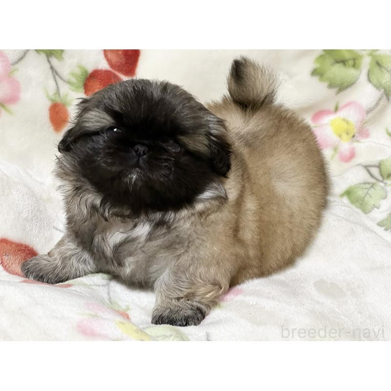 販売中の兵庫県のペキニーズ-446848の2枚目