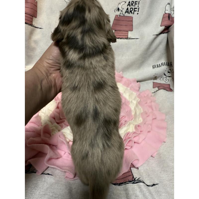 販売中の福岡県のミニチュアダックスフンド(ロングヘアード)-446849の5枚目