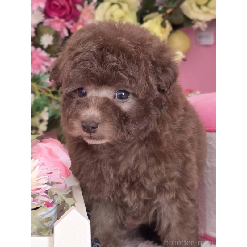 販売中の大阪府のトイプードル-446850の2枚目