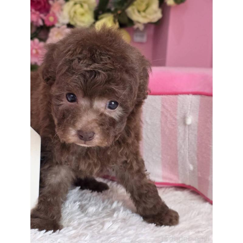 販売中の大阪府のトイプードル-446851の4枚目