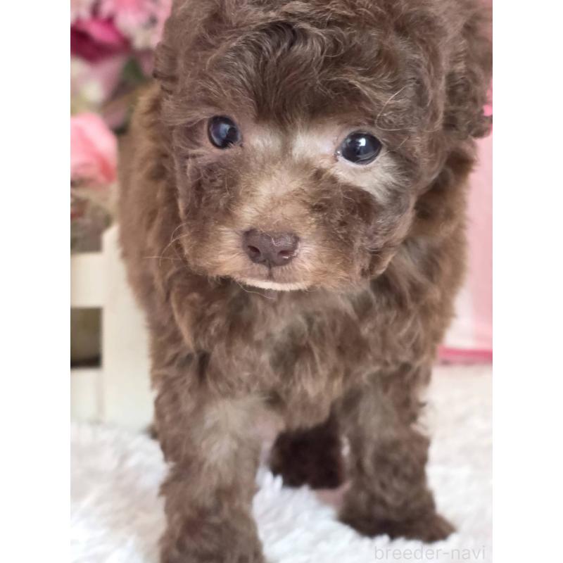 販売中の大阪府のトイプードル-446851の3枚目