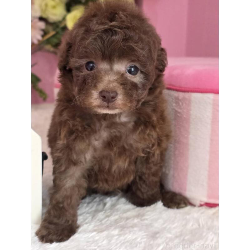 販売中の大阪府のトイプードル-446851の2枚目