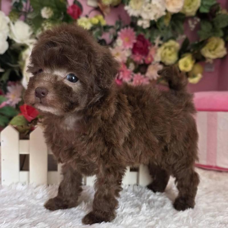 販売中の大阪府のトイプードル-446851