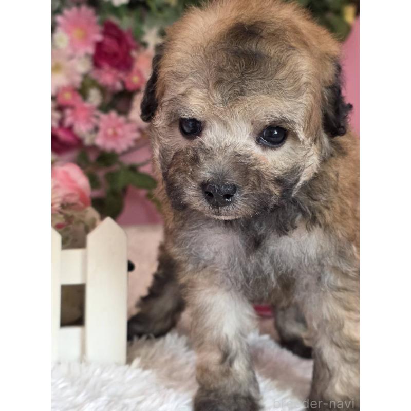 販売中の大阪府のトイプードル-446852の4枚目