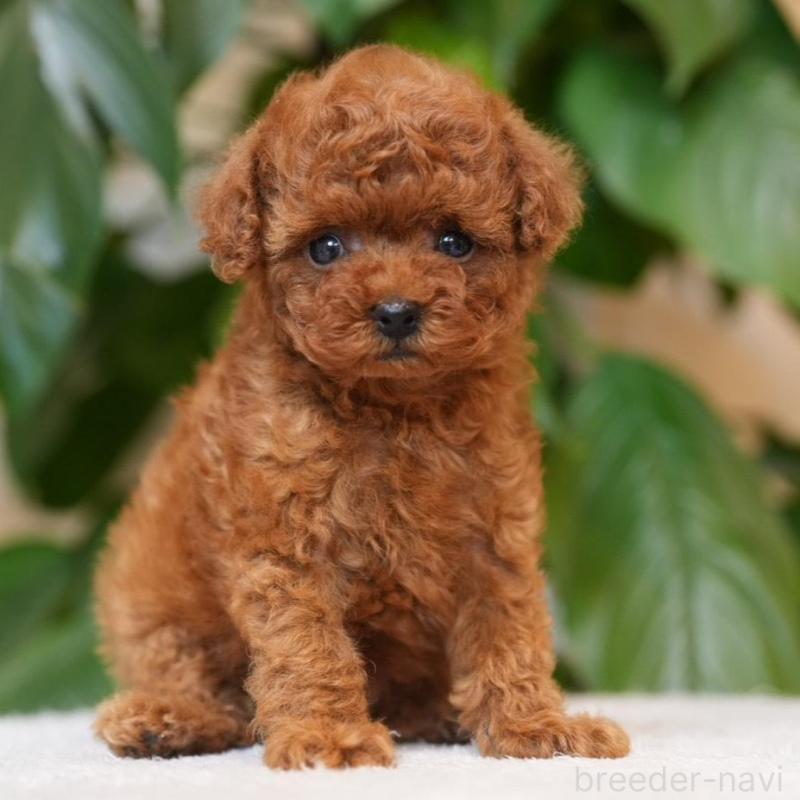 販売中の千葉県のティーカッププードル-446853の1枚目