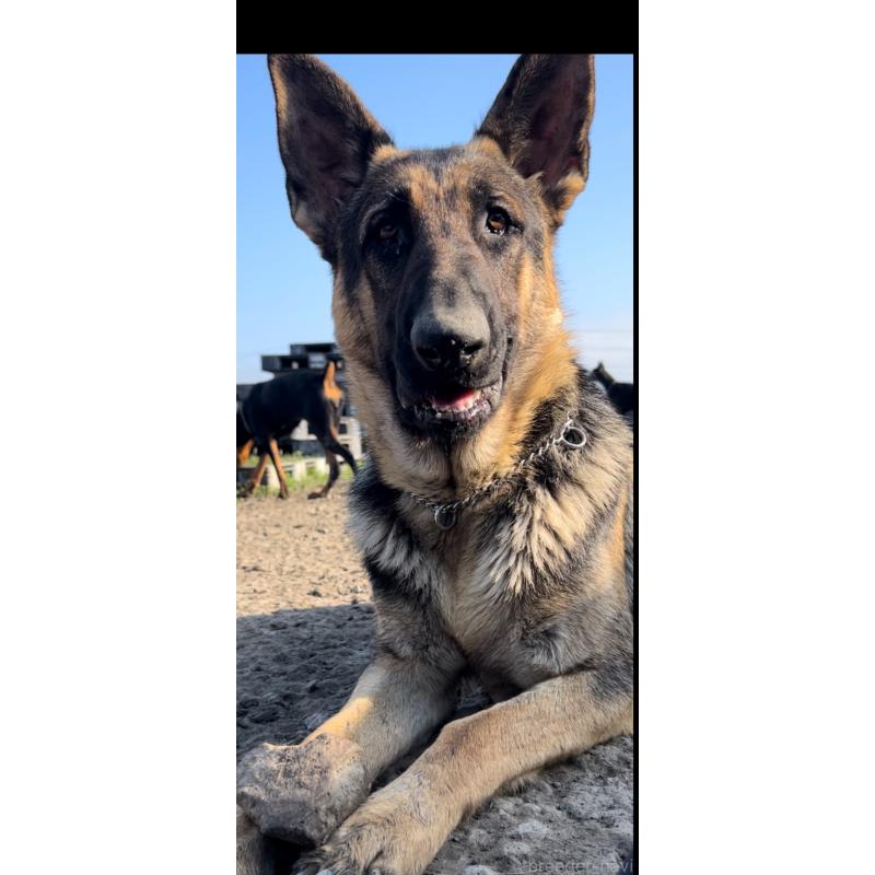 販売中の佐賀県のジャーマンシェパードドッグ-446855の6枚目