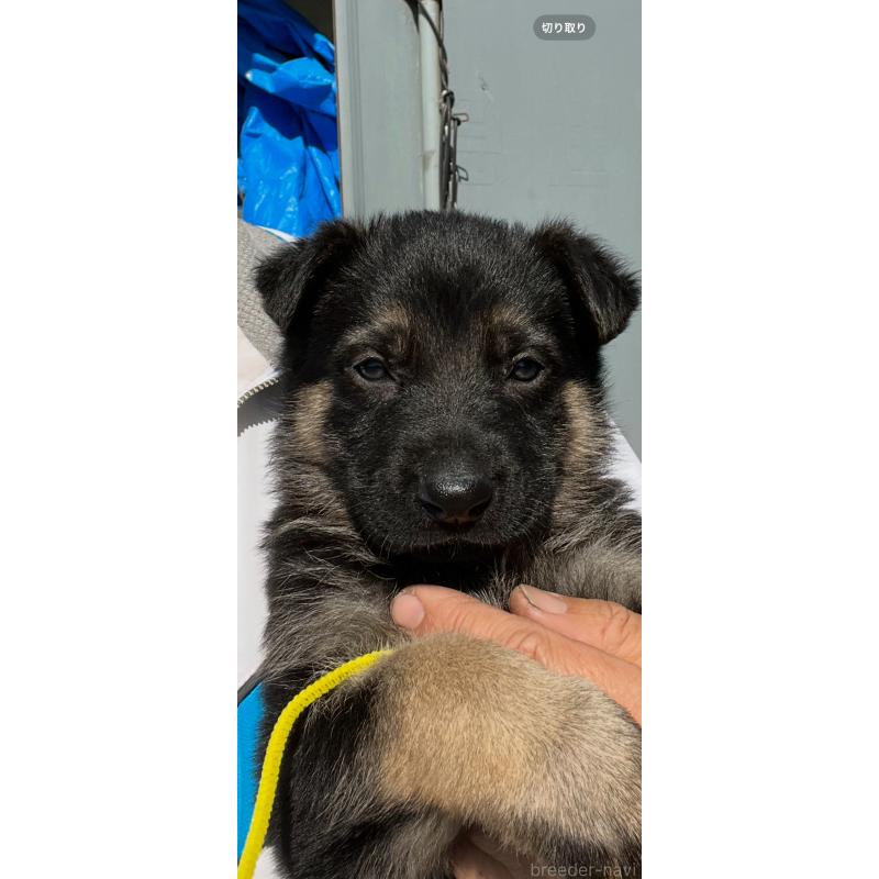 販売中の佐賀県のジャーマンシェパードドッグ-446855の5枚目