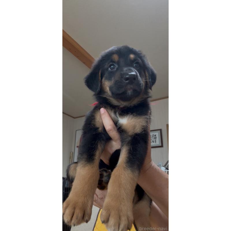 販売中の佐賀県のジャーマンシェパードドッグ-446855の3枚目