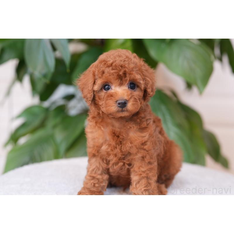 販売中の千葉県のタイニープードル-446854の3枚目