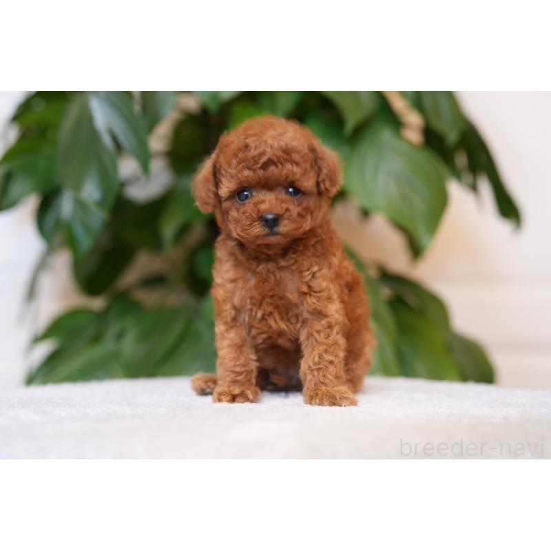 販売中の神奈川県のティーカッププードル-446856の4枚目