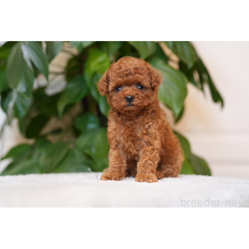 販売中の神奈川県のティーカッププードル-446856の3枚目