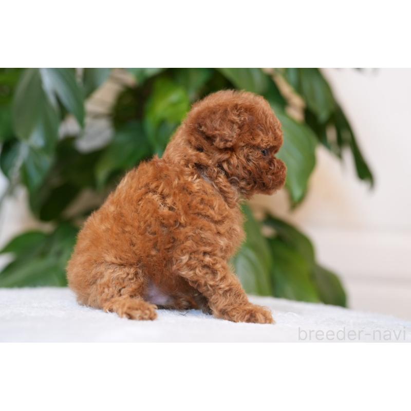 販売中の神奈川県のティーカッププードル-446856の2枚目