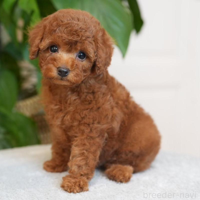 販売中の神奈川県のタイニープードル-446857の1枚目