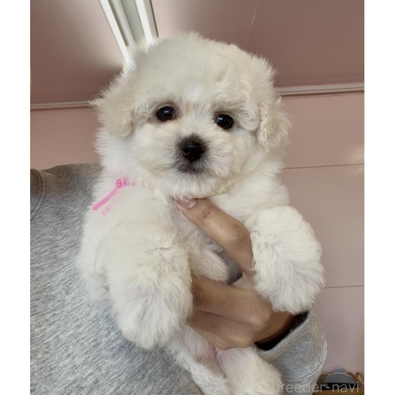 商談中の滋賀県のビションフリーゼ-446859の3枚目